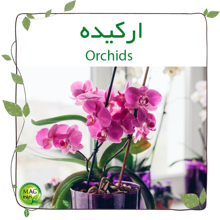 ارکیده(Orchids)