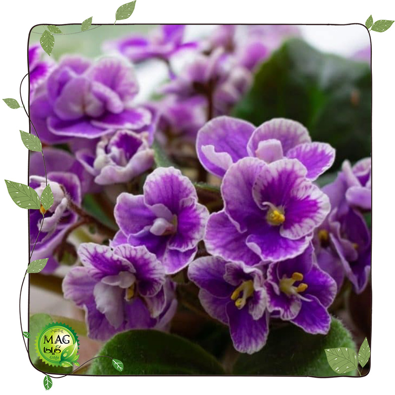 بنفشه آفریقایی(African violets)