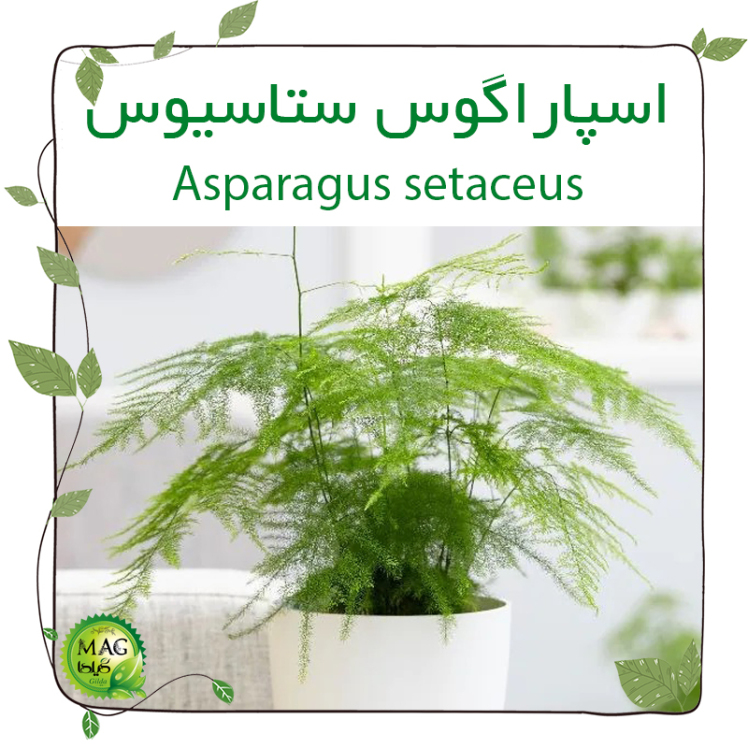 اسپاراگوس ستاسیوس (Asparagus setaceus)