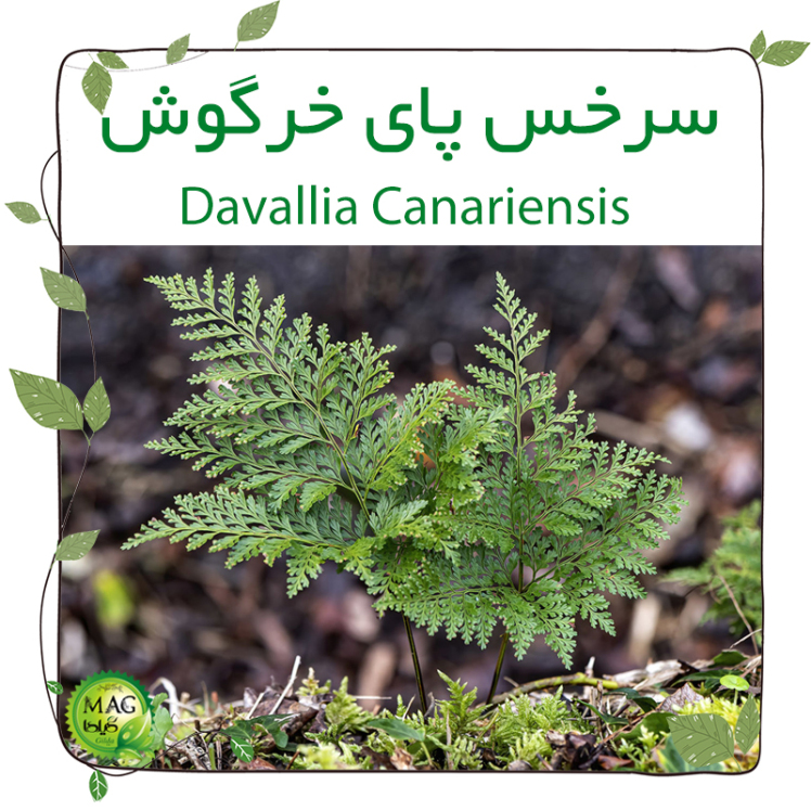 سرخس پای خرگوش(Davallia Canariensis)