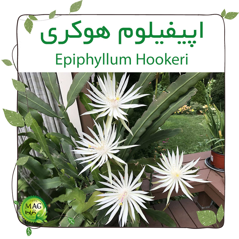 اپیفیلوم هوکری (Epiphyllum Hookeri)