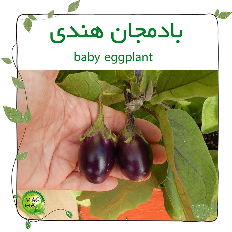 بادمجان تزیینی (بادمجان هندی Baby Eggplant)