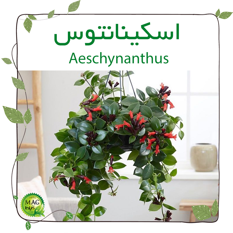 اسکینانتوس(Aeschynanthus)