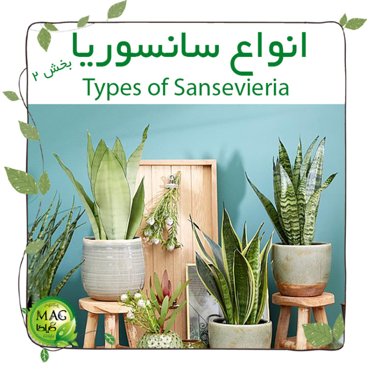 برخی از انواع سانسوریا(Types of Sansevieria)(بخش ۲)