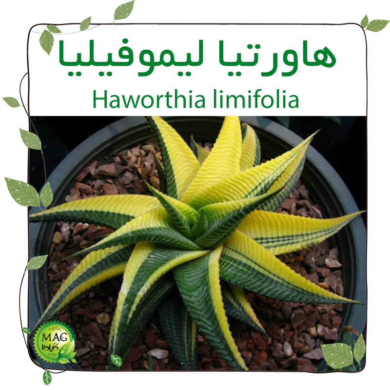 هاورتیا لیموفیلیا (Haworthia limifolia)