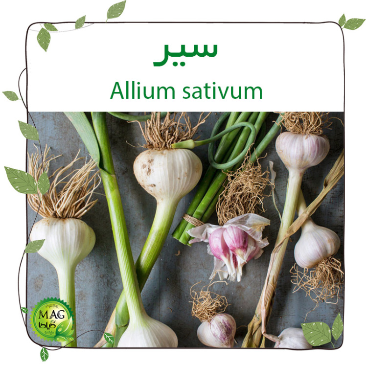 سیر(Allium sativum)