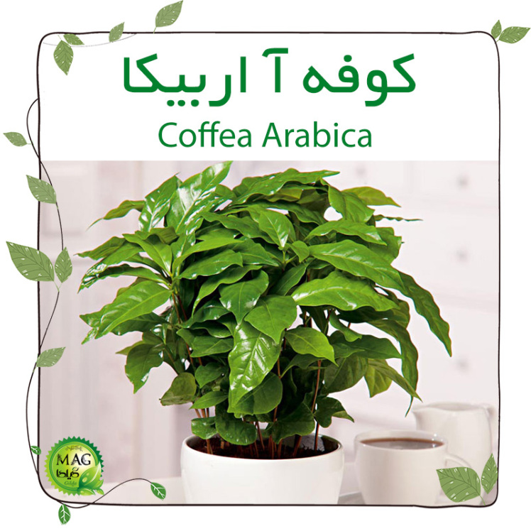 کوفه آ اربیکا (Coffea Arabica)