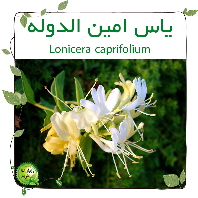 یاس امین الدوله (Lonicera caprifolium)