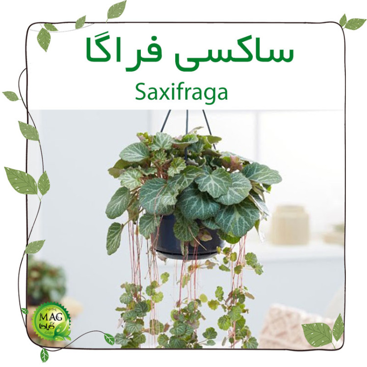 ساکسی فراگا (Saxifraga)