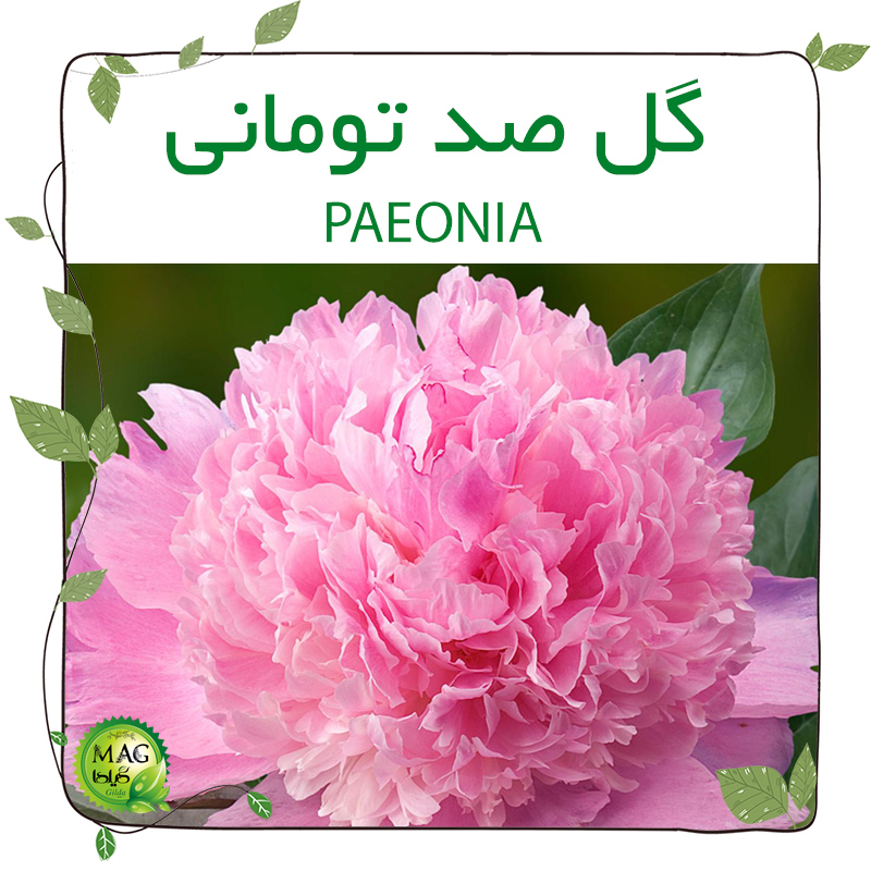 گل صد تومانی (PAEONIA)