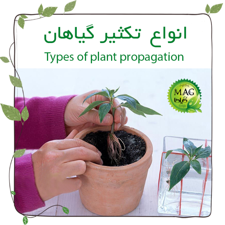انواع تکثیر گیاهان