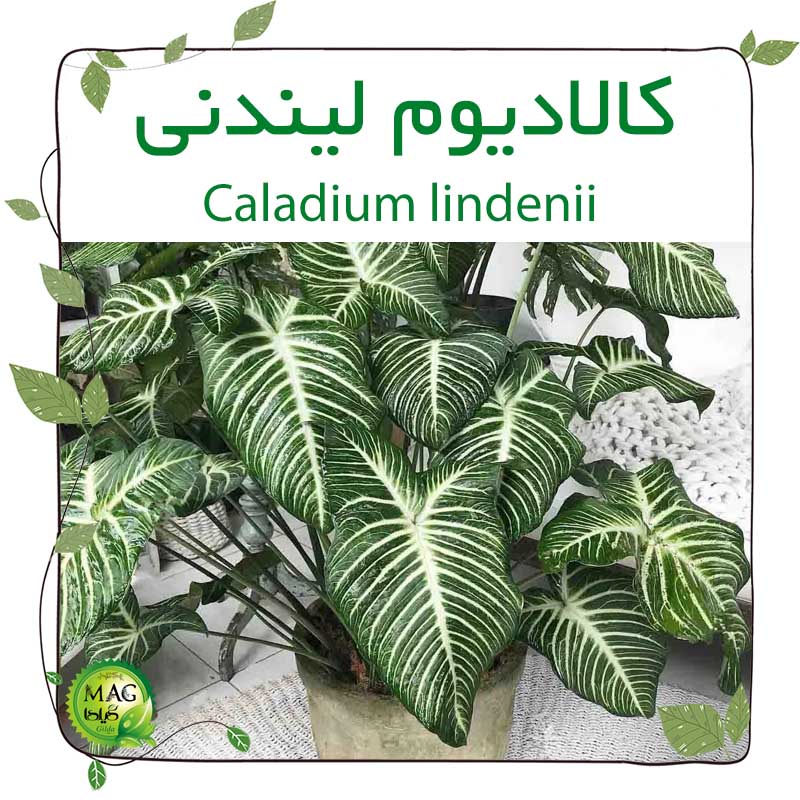 کالادیوم لیندنی(Caladium lindenii)