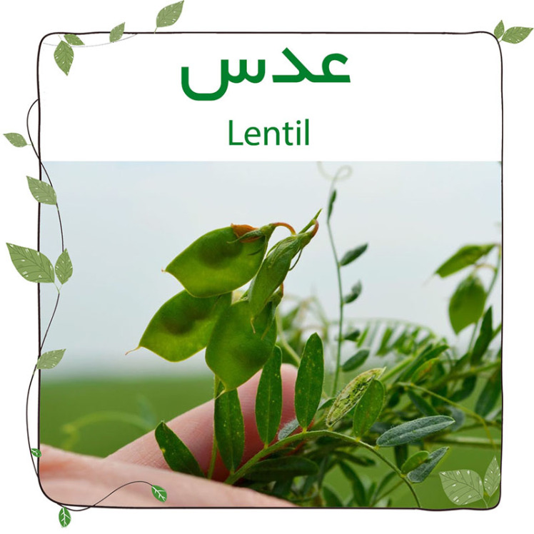 عدس (lentil)