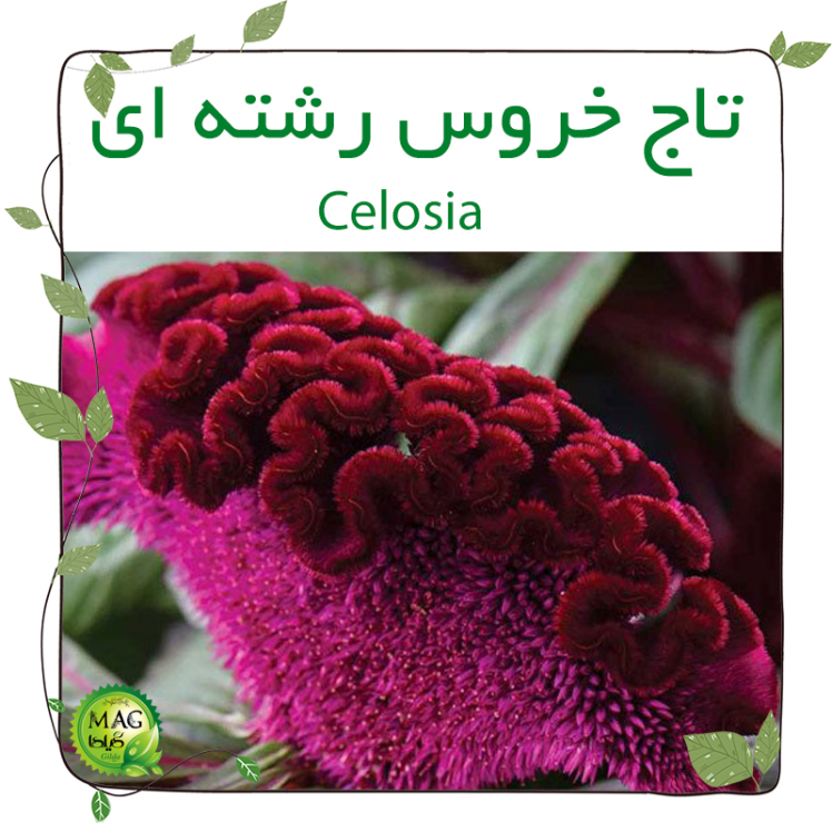 تاج خروس رشته ای (Celosia)