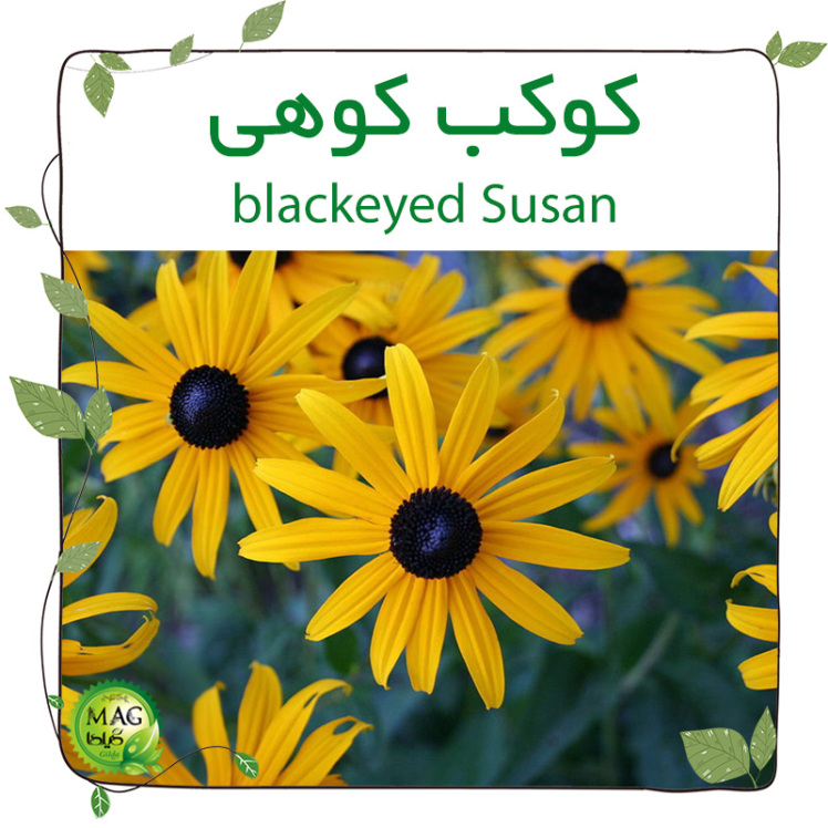 کوکب کوهی ( blackeyed Susan)