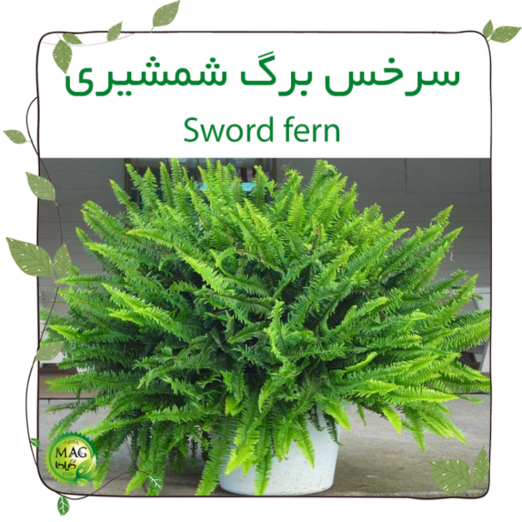 سرخس برگ شمشیری(Sword fern)
