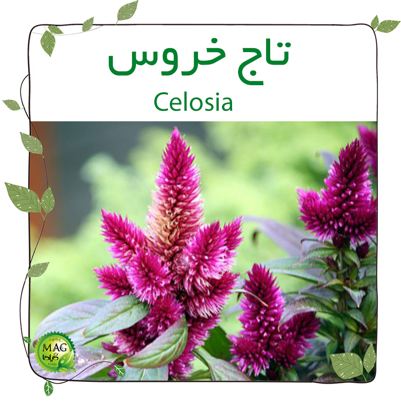 تاج خروس (Celosia)