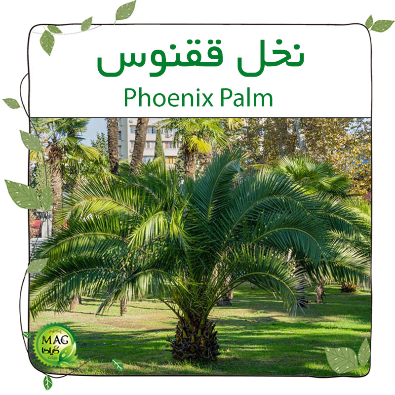 نخل ققنوس (Phoenix Palm)