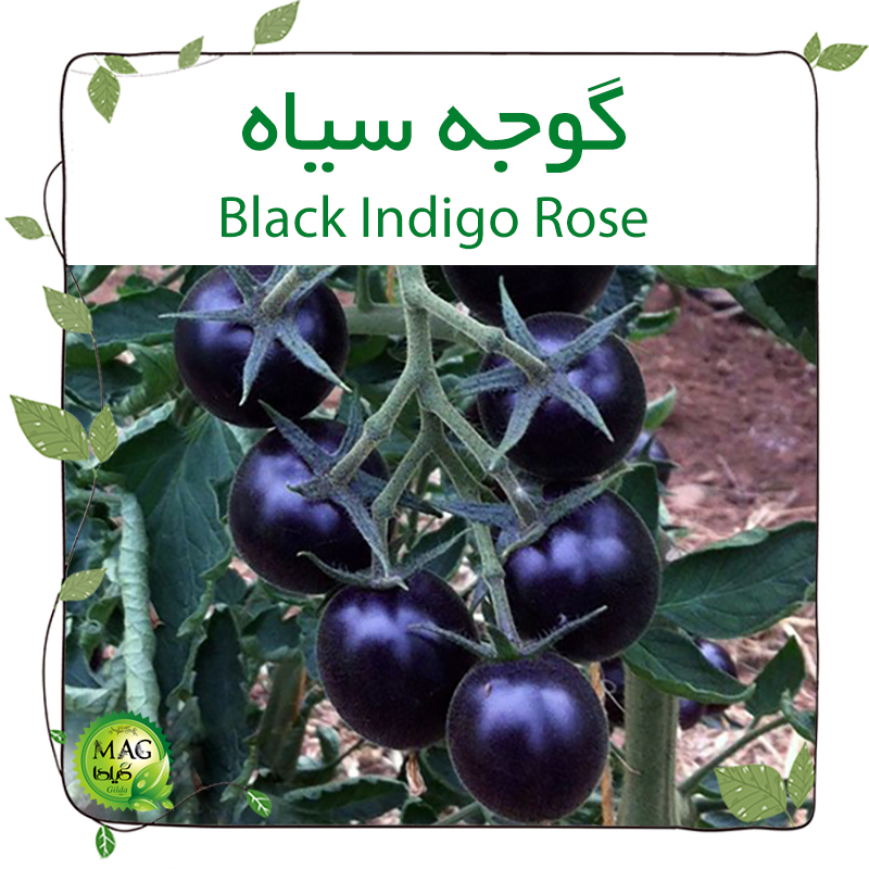 گوجه سیاه (Black Indigo Rose)