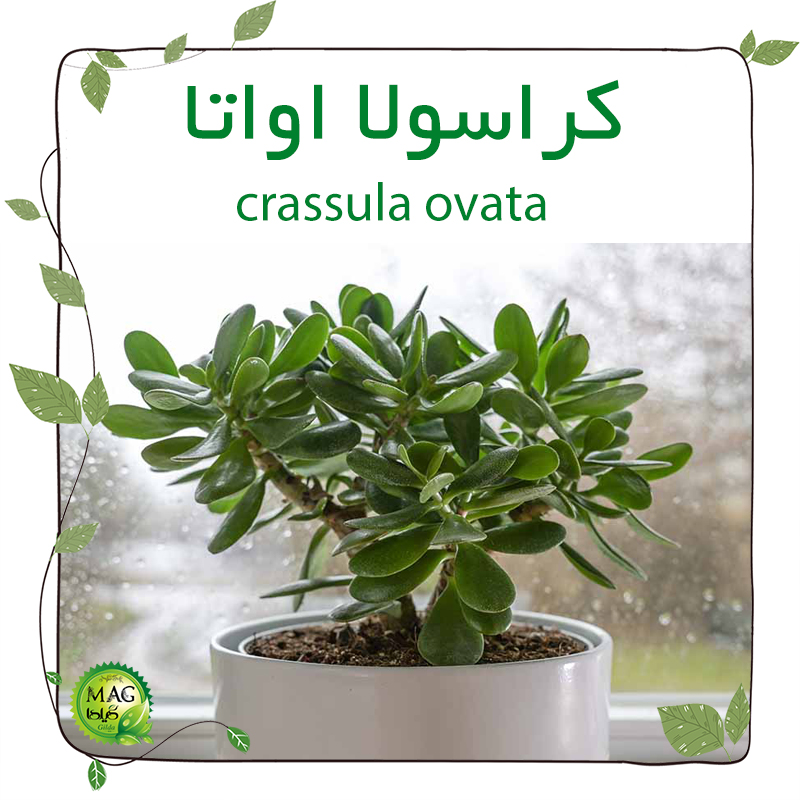 کراسولا اواتا(crassula ovata)