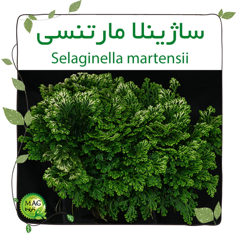 ساژینلا مارتنسی(Selaginella martensii)