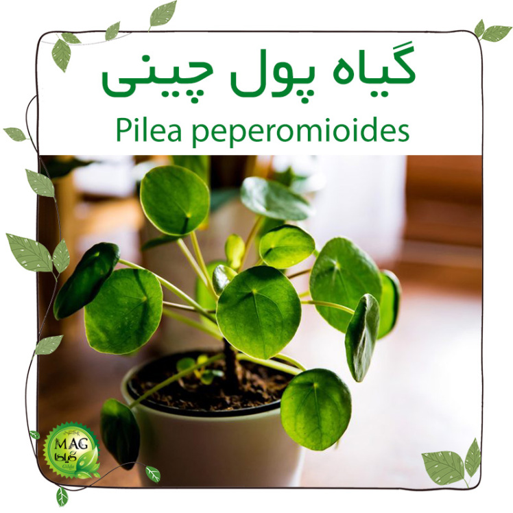 گیاه پول چینی (Pilea peperomioides)