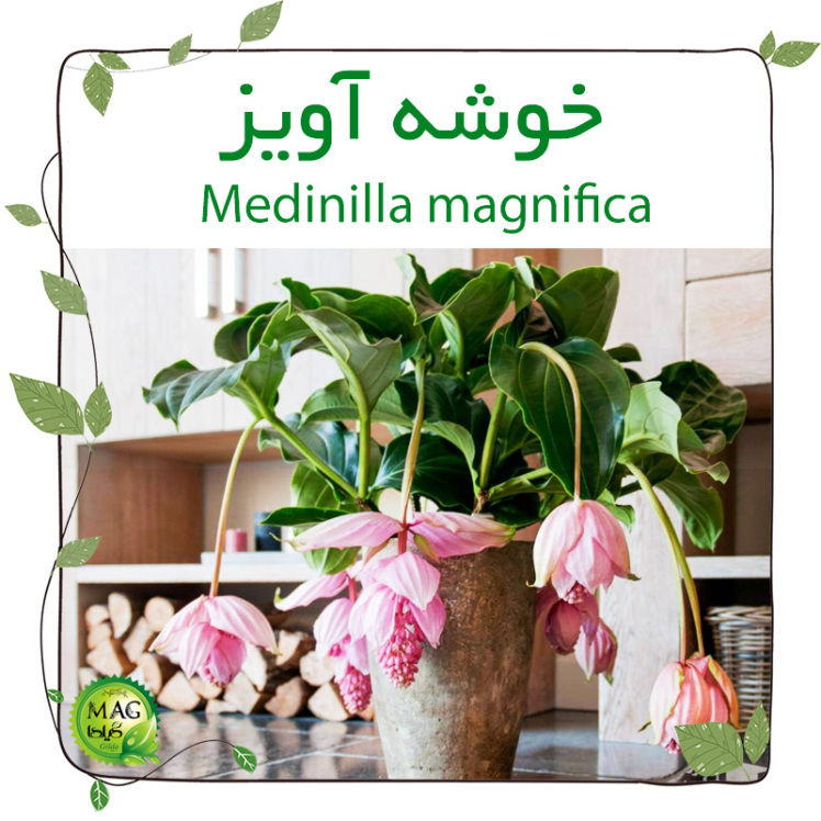 خوشه آویز(Medinilla magnifica)