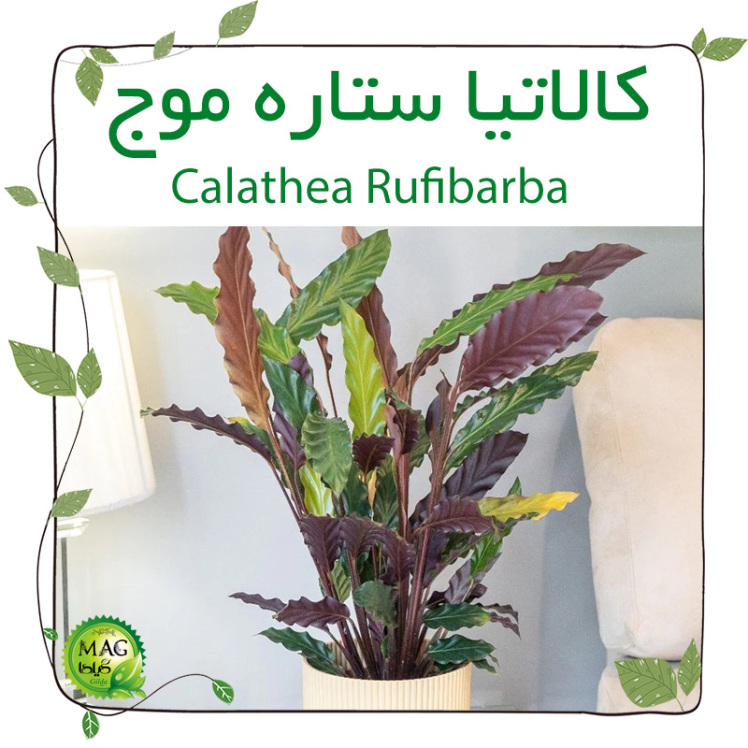 کالاتیا ستاره موج (Calathea Rufibarba)