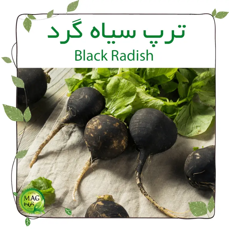 ترپ سیاه گرد(Black Radish)