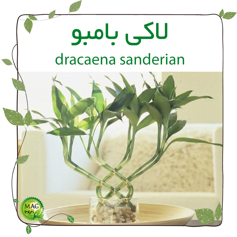 لاکی بامبو(dracaena sanderian)