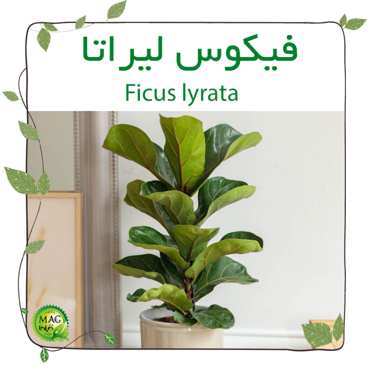 فیکوس لیراتا(Ficus lyrata)